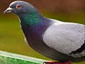 Laro Pigeon Jigsaw Puzzle online