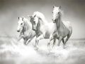 Laro Horses Puzzle online