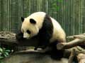 Laro Puzzol ng Pandas online