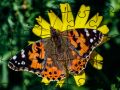 Laro Puzzle: Tagsibol online
