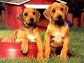 Laro Puppy Pairs Puzzle online