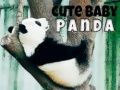 Laro Cute Baby Panda online