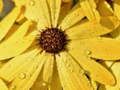 Laro Bulaklak Petals Patak Puzzle online