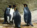Laro King Penguin Jigsaw online