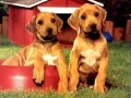 Laro Puppy Pairs Puzzle online Laro Puppy Pairs Puzzle online