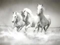 Laro Horses Puzzle online