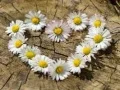 Laro Puzzle "Puso Daisy" online Laro Puzzle "Puso Daisy" online