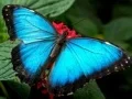 Laro Puzzle sa Kalikasan Paru-paro online Laro Puzzle sa Kalikasan Paru-paro online
