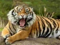 Laro Palaruan ng mga Hayop Tiger online Laro Palaruan ng mga Hayop Tiger online