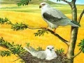 Laro Puzzle ng mga Ibong Manghuhuli online Laro Puzzle ng mga Ibong Manghuhuli online