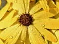 Laro Bulaklak Petals Patak Puzzle online