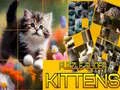 Laro Bugtong na Slide Kittens online