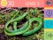Laro 15 Larawan Kwiz online