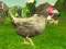 Laro Tagabaril ng Manok online