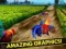 Laro Galit na Manok Tumakbo sa Subway online