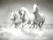 Laro Horses Puzzle online