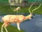 Laro Pamamaril ng Deer Hunting Sniper  online