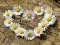 Laro Puzzle "Puso Daisy" online