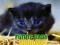 Laro Nakakatuwang Baby Animals online