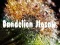 Laro Dandelion Jigsaw online
