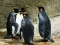 Laro King Penguin Jigsaw online