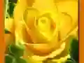Laro Dilaw na Roses online