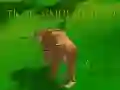 Laro Tagapagpahiwatig ng Tigre 3D online