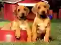 Laro Puppy Pairs Puzzle online Laro Puppy Pairs Puzzle online