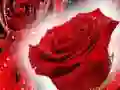 Laro Pulang Rosas online Laro Pulang Rosas online