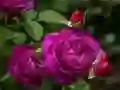 Laro Mga Rosas na Ube online