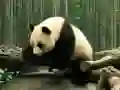 Laro Puzzol ng Pandas online Laro Puzzol ng Pandas online