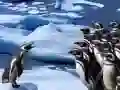 Laro Slide ng mga Penguin online