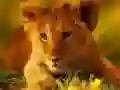 Laro Piraso ng mga Wild Baby Animals online Laro Piraso ng mga Wild Baby Animals online