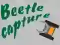 Laro Paghuli ng beetle online Laro Paghuli ng beetle online
