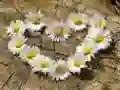 Laro Puzzle "Puso Daisy" online Laro Puzzle "Puso Daisy" online