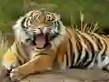 Laro Palaruan ng mga Hayop Tiger online Laro Palaruan ng mga Hayop Tiger online