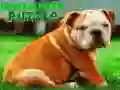 Laro Bulldog Tuta na Puzzle online Laro Bulldog Tuta na Puzzle online