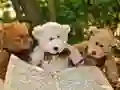 Laro Bituin Na Tatlong Malambot na Teddy online Laro Bituin Na Tatlong Malambot na Teddy online