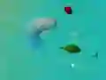 Laro MaligayangPating.io online Laro MaligayangPating.io online