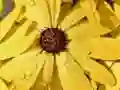 Laro Bulaklak Petals Patak Puzzle online Laro Bulaklak Petals Patak Puzzle online