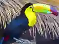 Laro Puzzle ng Ibong Toucan online Laro Puzzle ng Ibong Toucan online