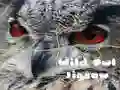 Laro Piraso ng Ligaw na Owk online Laro Piraso ng Ligaw na Owk online