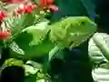 Laro Sayaan ng Iguan online Laro Sayaan ng Iguan online