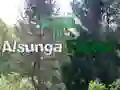 Laro Bumalik sa Gubat ng Alsunga online Laro Bumalik sa Gubat ng Alsunga online