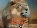 Laro LION KING JIGSAW PUZZLE online Laro LION KING JIGSAW PUZZLE online
