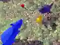 Laro Pagsalakay ng Origami Rattus online Laro Pagsalakay ng Origami Rattus online