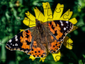 Laro Puzzle: Tagsibol online