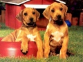 Laro Puppy Pairs Puzzle online