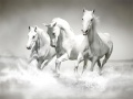 Laro Horses Puzzle online