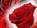 Laro Pulang Rosas online